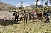 Agriculture in Peruvian puna